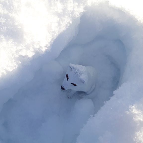 Fjällräven sitter i ett hål i snön.