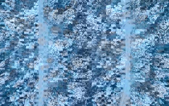 Vinterskog från ovan.