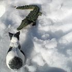 Krokodilen och katten tillsammans i snön.