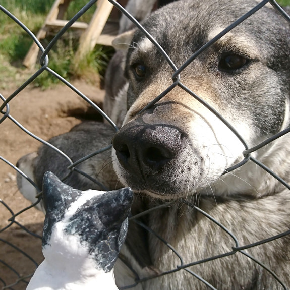 Katten hälsar på en hund.