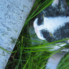 Närbild på katten.