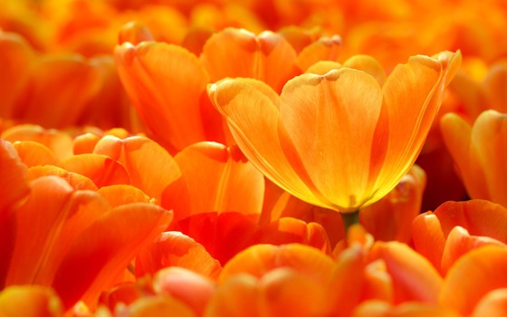 Ett fält med orangea blommor.