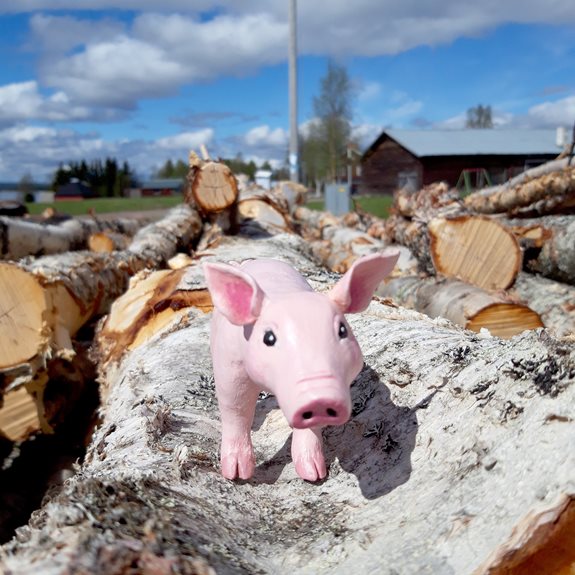 Grisen står på en massa stockar.