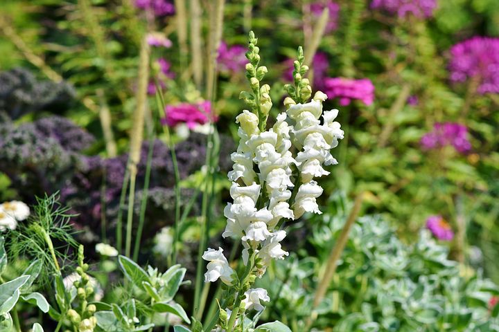 Blommor
