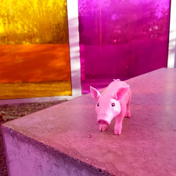 Närbild på grisen som står på en betongklump med färgglada plastpaneler runtom.