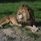 Lejon__category_5089_image