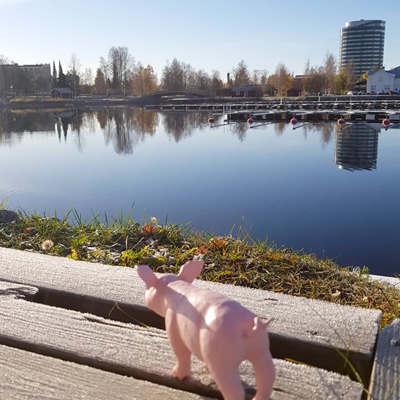 Grisen tittar ut över en hamn.