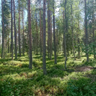 En grön skog.
