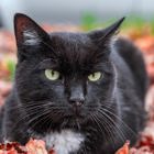 Svart katt.
