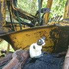 Katten sitter på en traktor.
