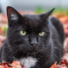 Katt (1)