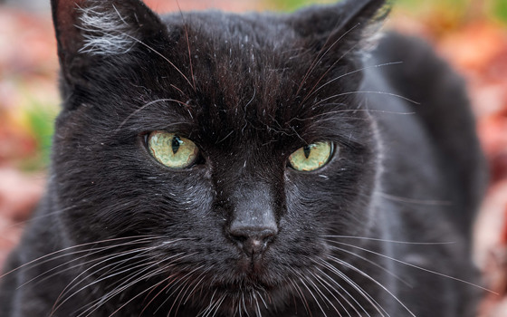 Katt (1)