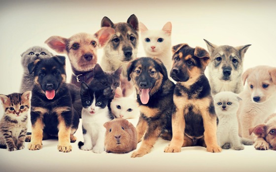 Flera olika hundar och katter.