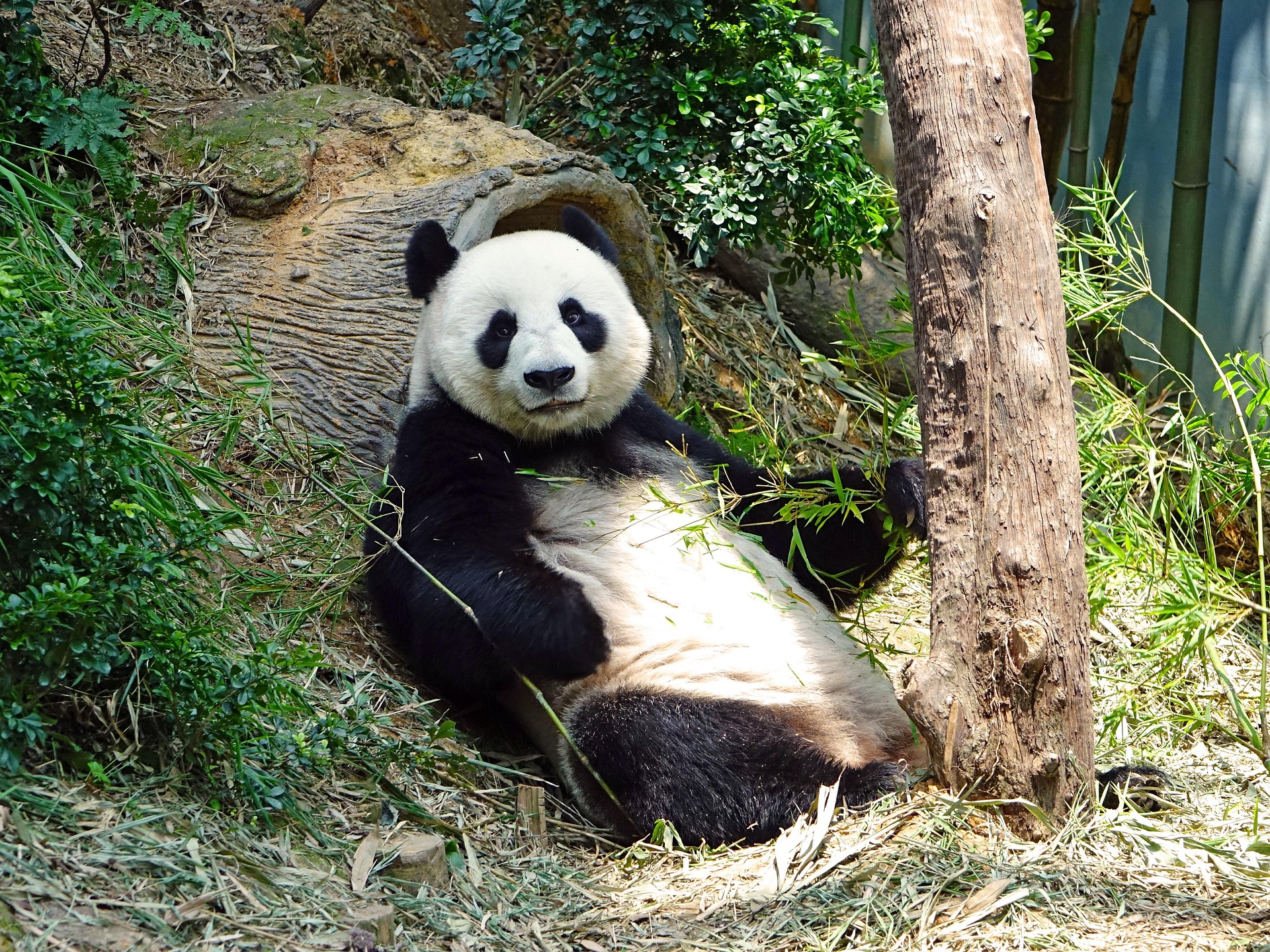 En jättepanda som sitter och chillar i skogen.
