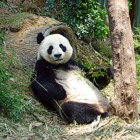 En jättepanda som sitter och chillar i skogen.