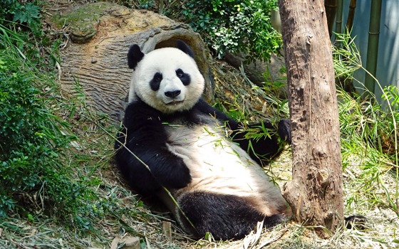 En jättepanda som sitter och chillar i skogen.