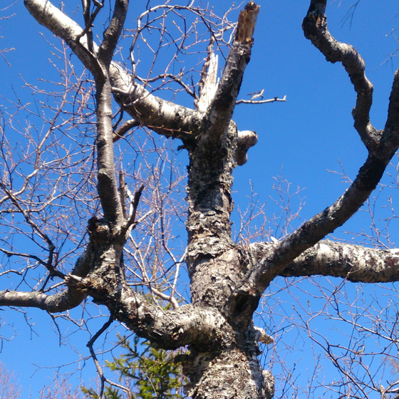 Ett knotigt träd utan löv.