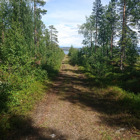 En skogsväg med träd på båda sidor.