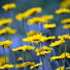 Blommor__category_3109_image
