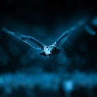 Flyga