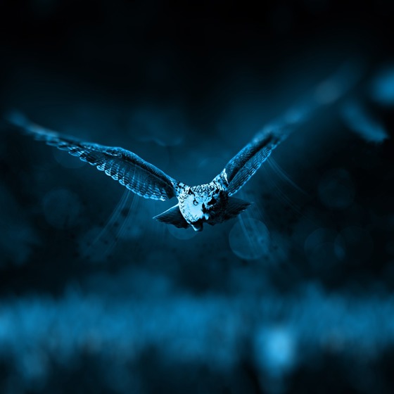 Flyga