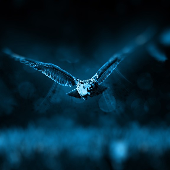 Flyga