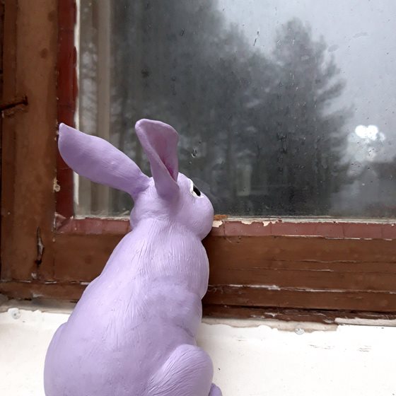 Kaninen tittar in genom ett fönster.