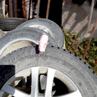 Grisen på ett par bildäck.