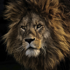 Lejon_category_3102_image