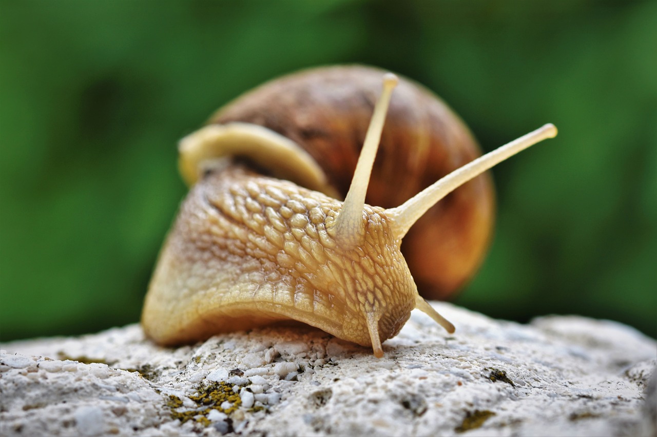 Snigel