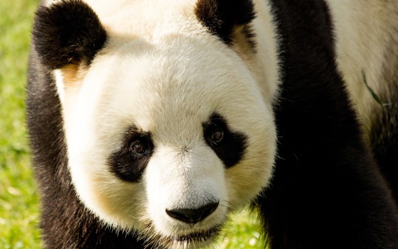 En jättepanda som tittar.