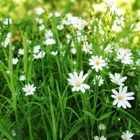 Blommor__category_2702_image