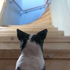Katten tittar upp på en trappa.