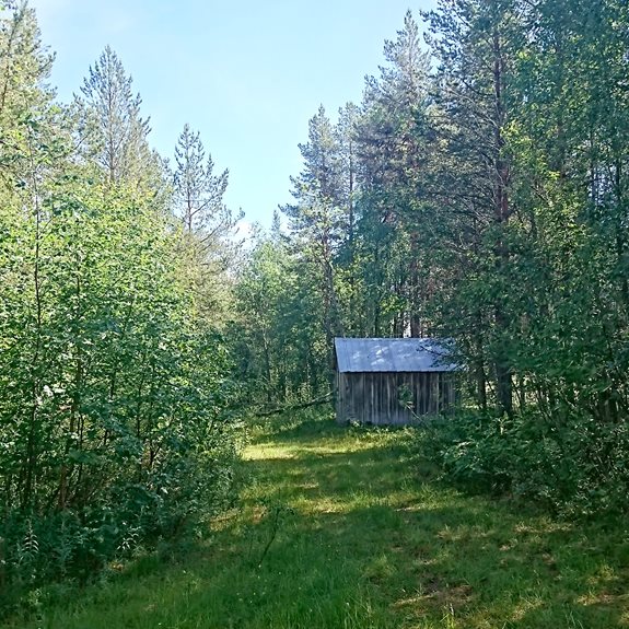 En grön skog med ett litet skjul.