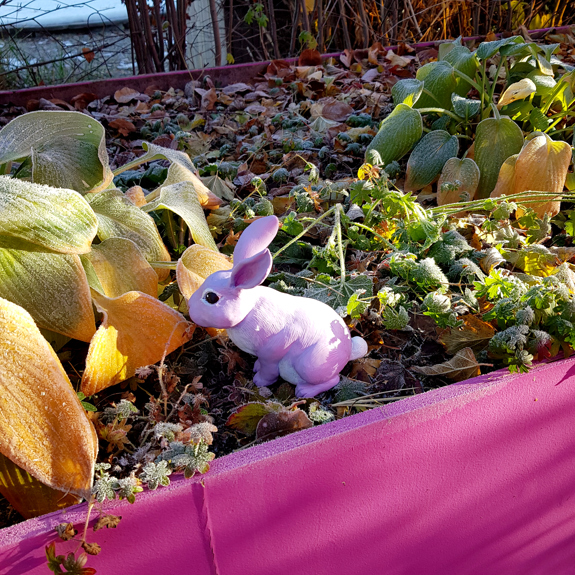 Kaninen i en frostig blomsterrabatt.