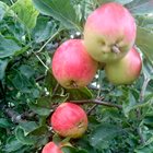Äpplen som sitter på sina grenar.
