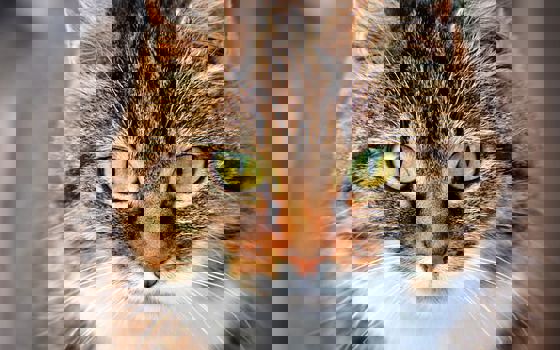 Katt