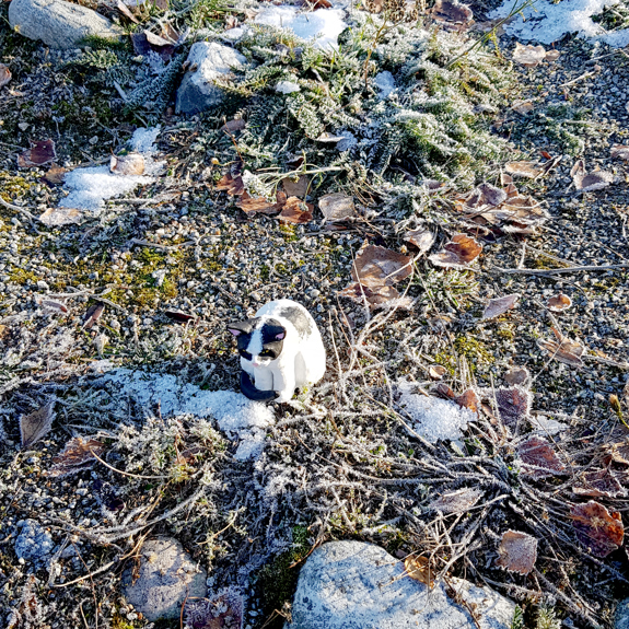 Närbild på katten i en stencirkel.