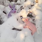 Kaninen och grisen tillsammans i snön.