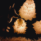 Hunden som tittar på lysande julgranar.