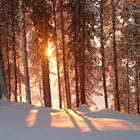 Solen skiner igenom snötäckta träd.