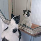 Katten tittar på sig själv i en spegel.