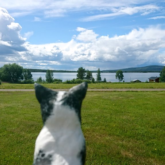 Katten tittar ut över ett sommarlandskap.