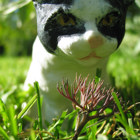 Katten luktar på en blomma.