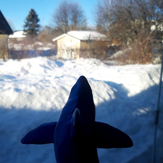 Hajen tittar ut på en snötäckt trädgård.