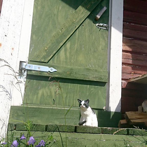 Katten sitter framför en dörr.