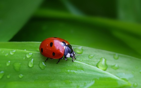 En röd nyckelpiga på en grönt blad.