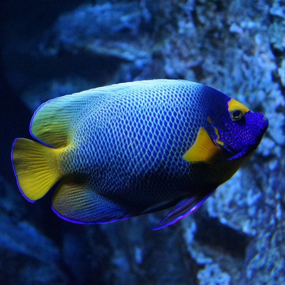 EN blå och gul fisk som simmar i vattnet.