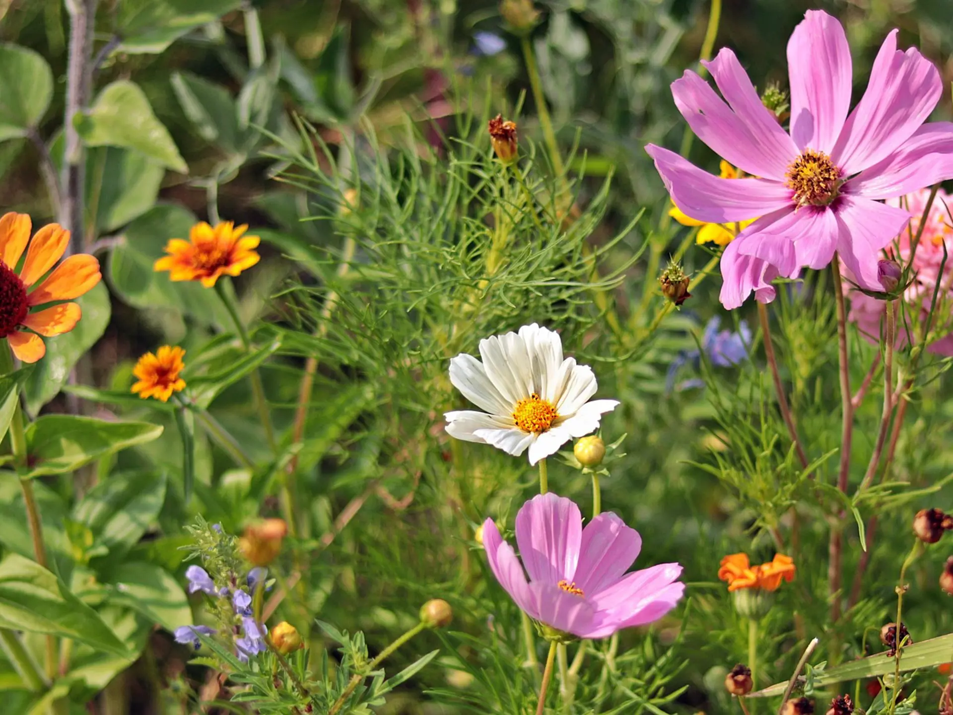 Sommarblommor.