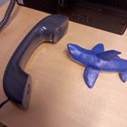 Hajen pratar i telefon.
